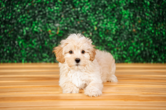 Cute Malt a Poo Poodle Mix Puppy