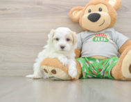 7 week old Maltipoo Puppy For Sale - Puppy Love PR