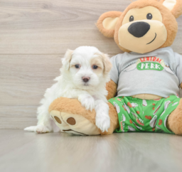 8 week old Maltipoo Puppy For Sale - Puppy Love PR