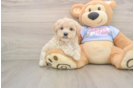 Sweet Maltipoo Baby