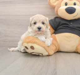 8 week old Maltipoo Puppy For Sale - Puppy Love PR