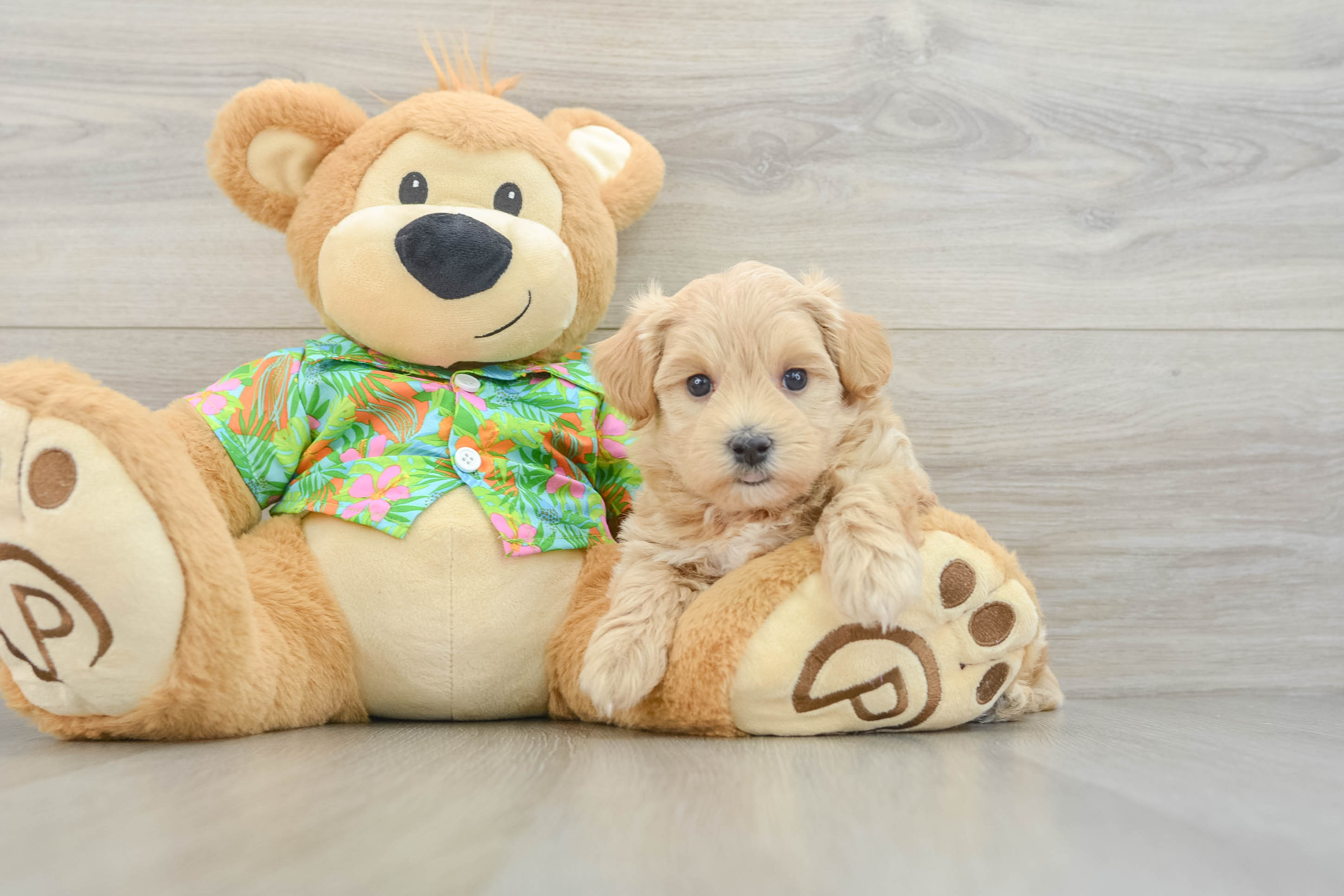 Maltipoo Pup Being Cute