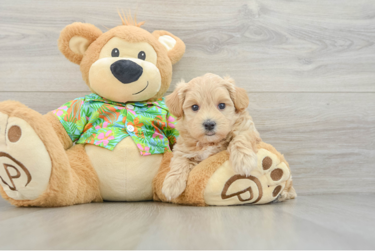 Maltipoo Pup Being Cute