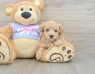 8 week old Maltipoo Puppy For Sale - Puppy Love PR