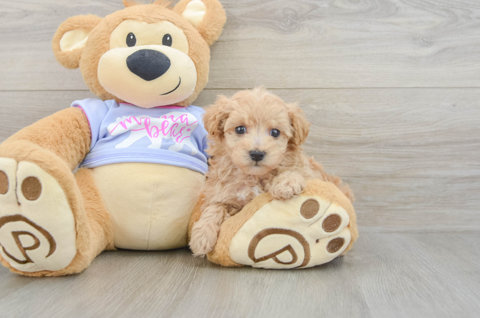 7 week old Maltipoo Puppy For Sale - Puppy Love PR