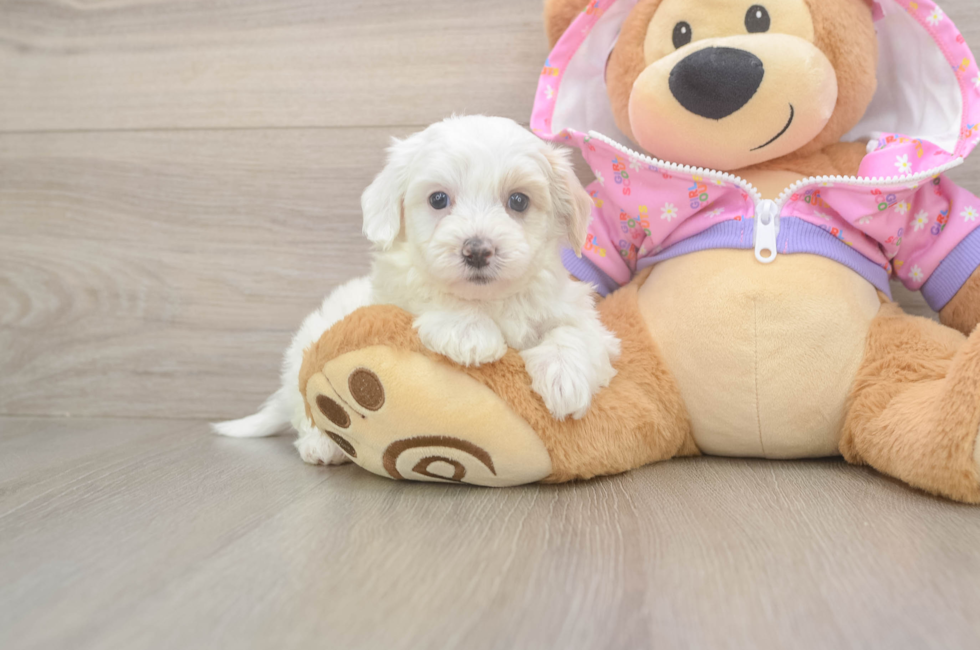 8 week old Maltipoo Puppy For Sale - Puppy Love PR