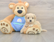 9 week old Maltipoo Puppy For Sale - Puppy Love PR