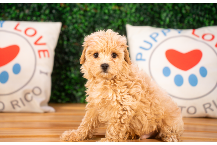 Maltipoo Pup Being Cute