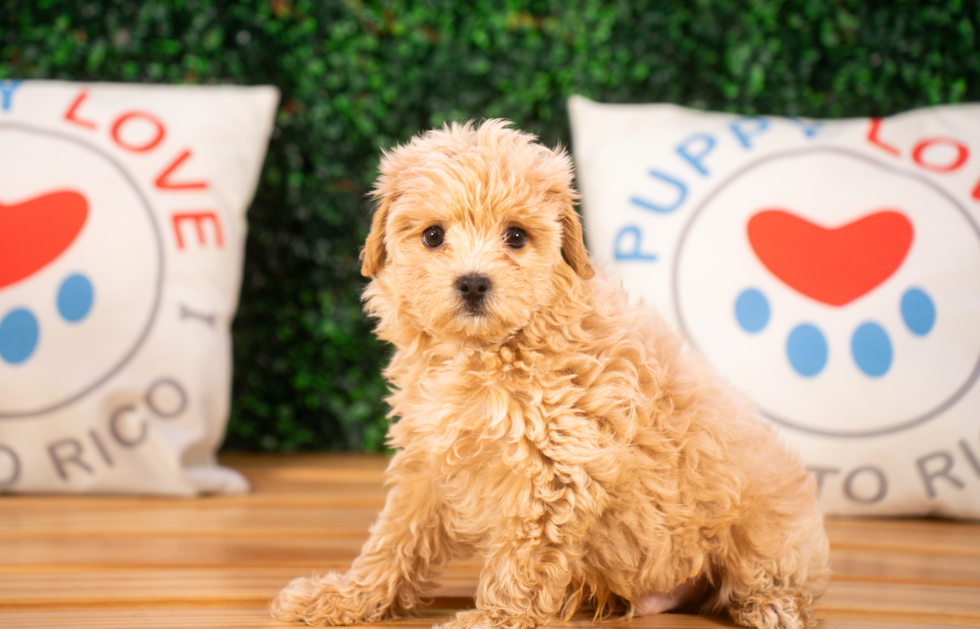 Maltipoo Pup Being Cute