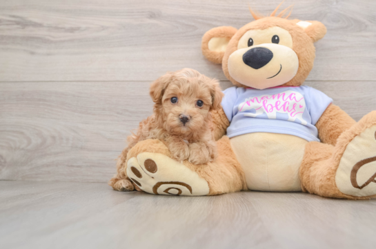 Hypoallergenic Maltese Poodle Poodle Mix Puppy