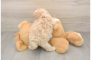 Maltipoo Pup Being Cute