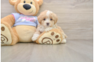 Maltipoo Pup Being Cute