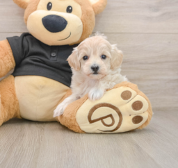 8 week old Maltipoo Puppy For Sale - Puppy Love PR