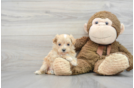 Adorable Maltese Poodle Poodle Mix Puppy