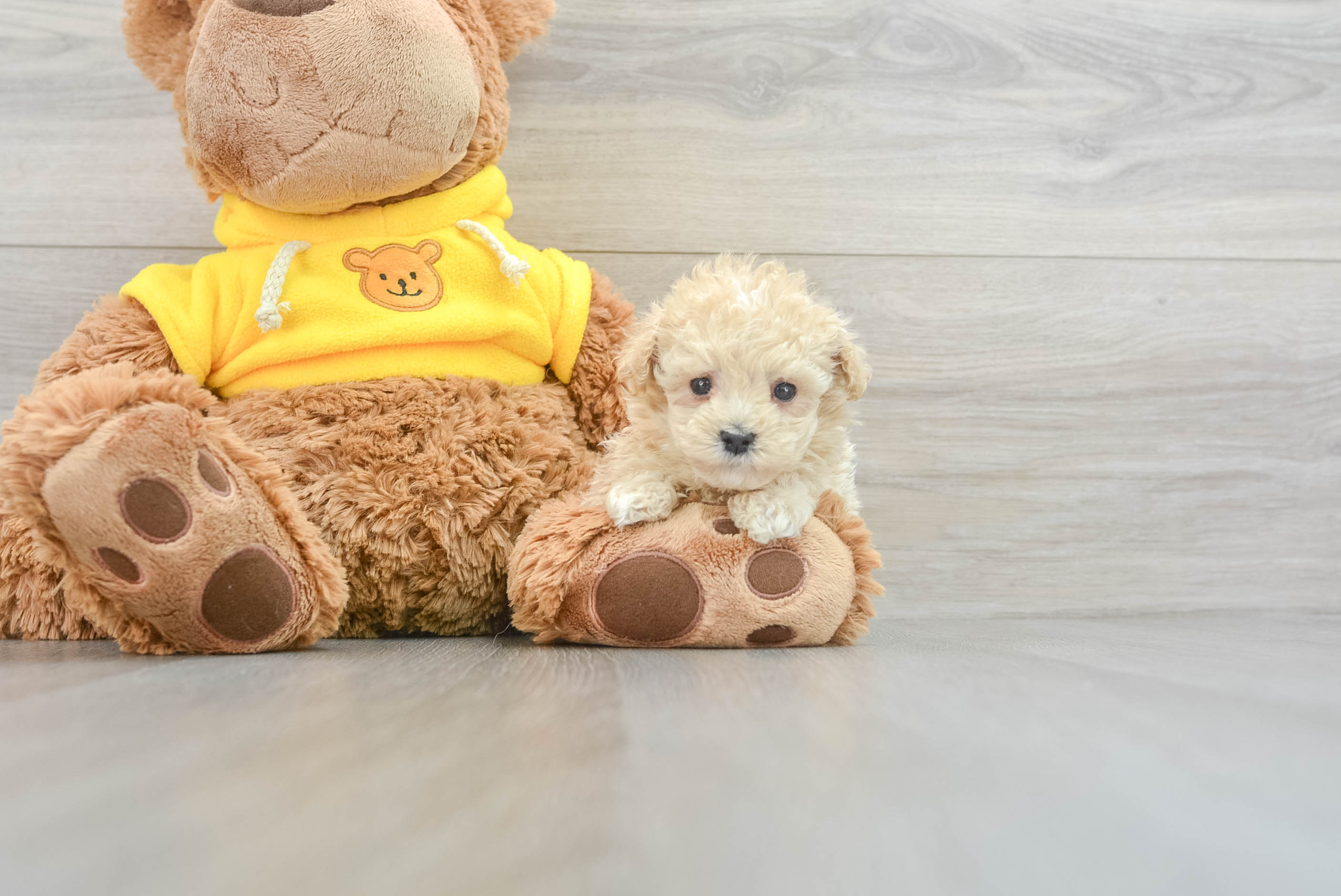 Maltipoo Puppy for Adoption