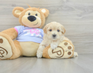 7 week old Maltipoo Puppy For Sale - Puppy Love PR