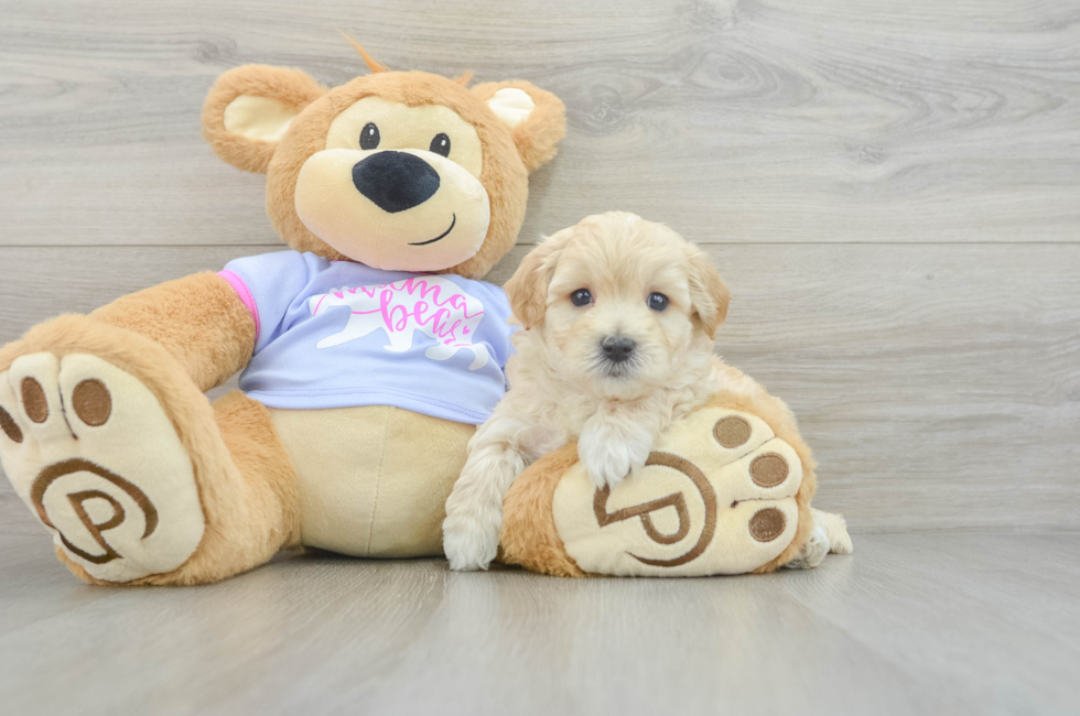 7 week old Maltipoo Puppy For Sale - Puppy Love PR