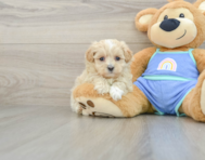 7 week old Maltipoo Puppy For Sale - Puppy Love PR