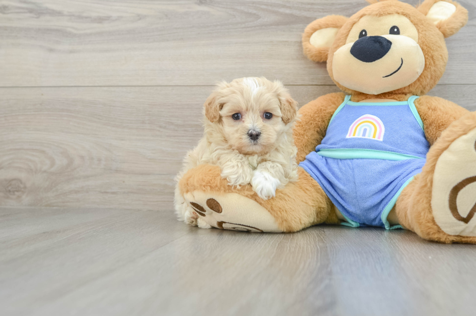 7 week old Maltipoo Puppy For Sale - Puppy Love PR