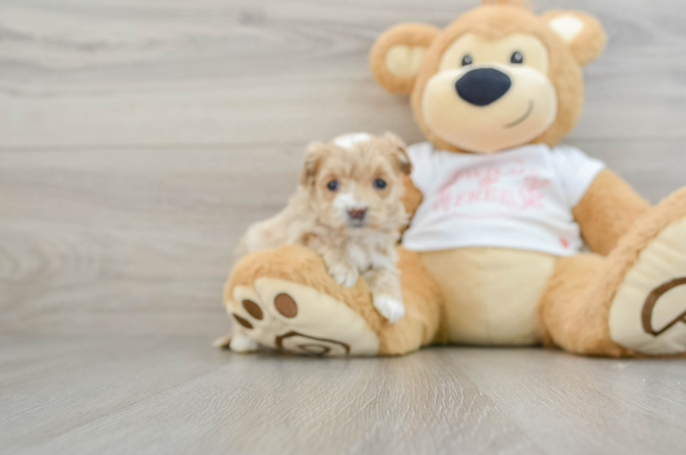 6 week old Maltipoo Puppy For Sale - Puppy Love PR