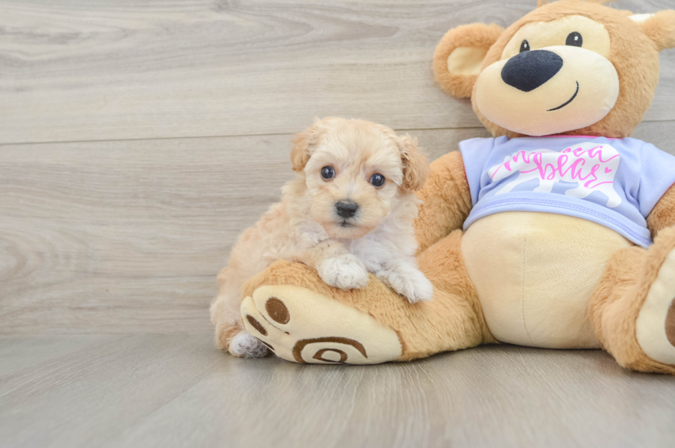 5 week old Maltipoo Puppy For Sale - Puppy Love PR