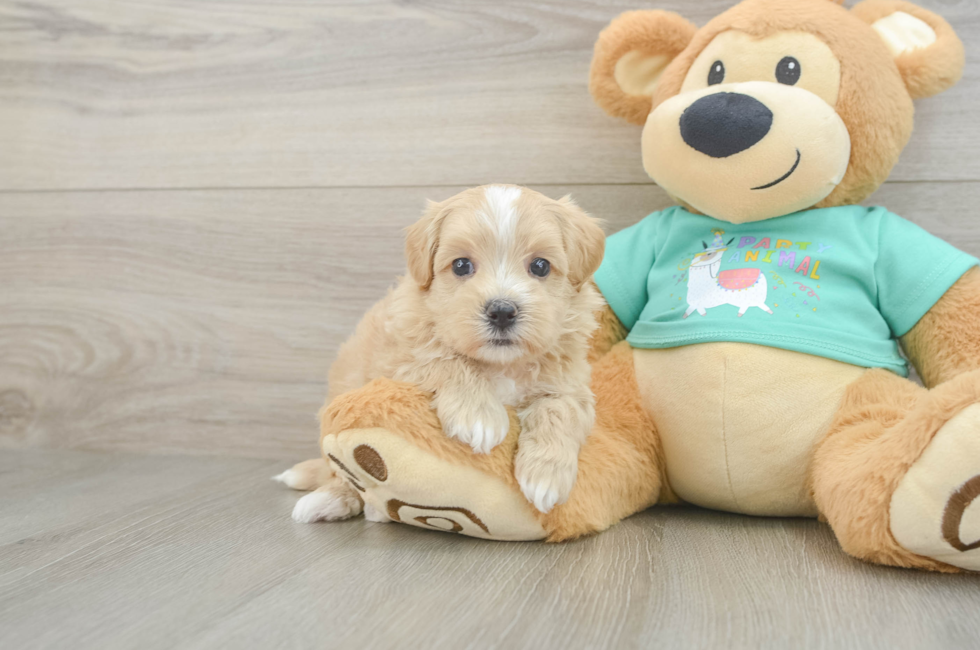 6 week old Maltipoo Puppy For Sale - Puppy Love PR