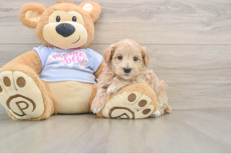 Petite Maltipoo Poodle Mix Pup