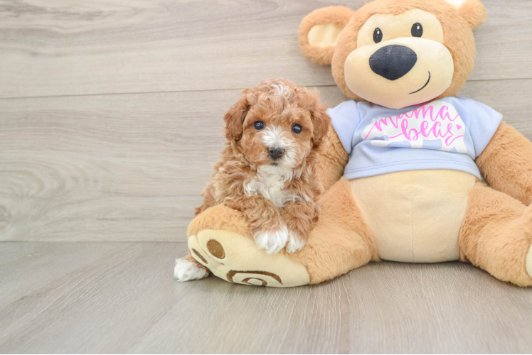 Maltipoo Puppy for Adoption