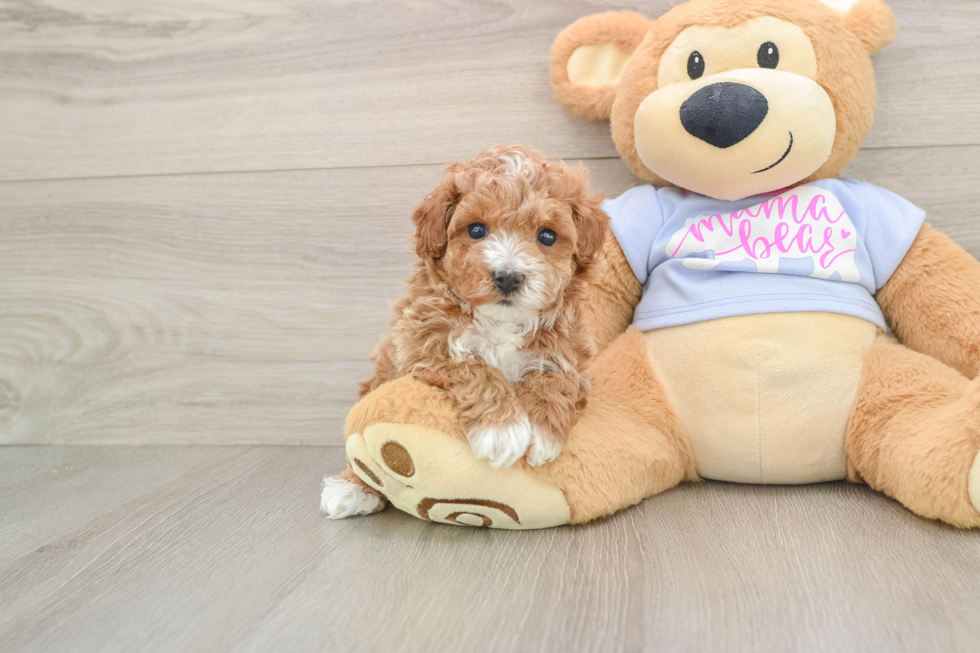 Maltipoo Puppy for Adoption