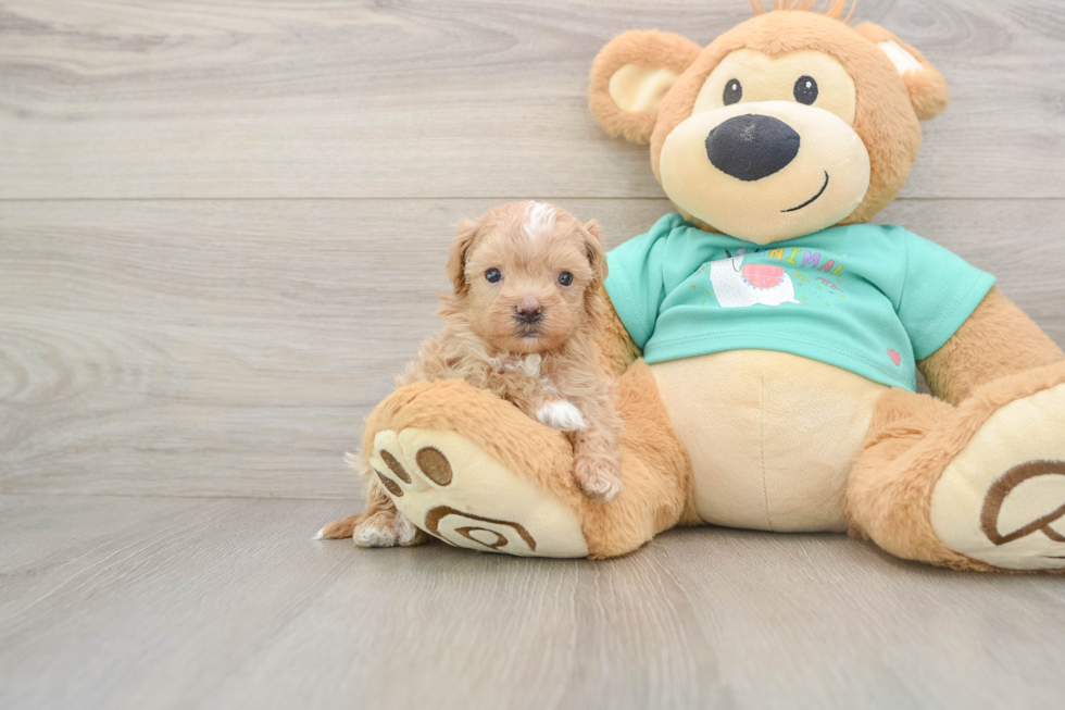 Maltipoo Pup Being Cute