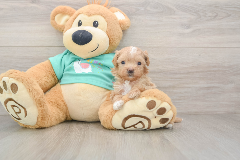 Playful Maltese Poodle Poodle Mix Puppy