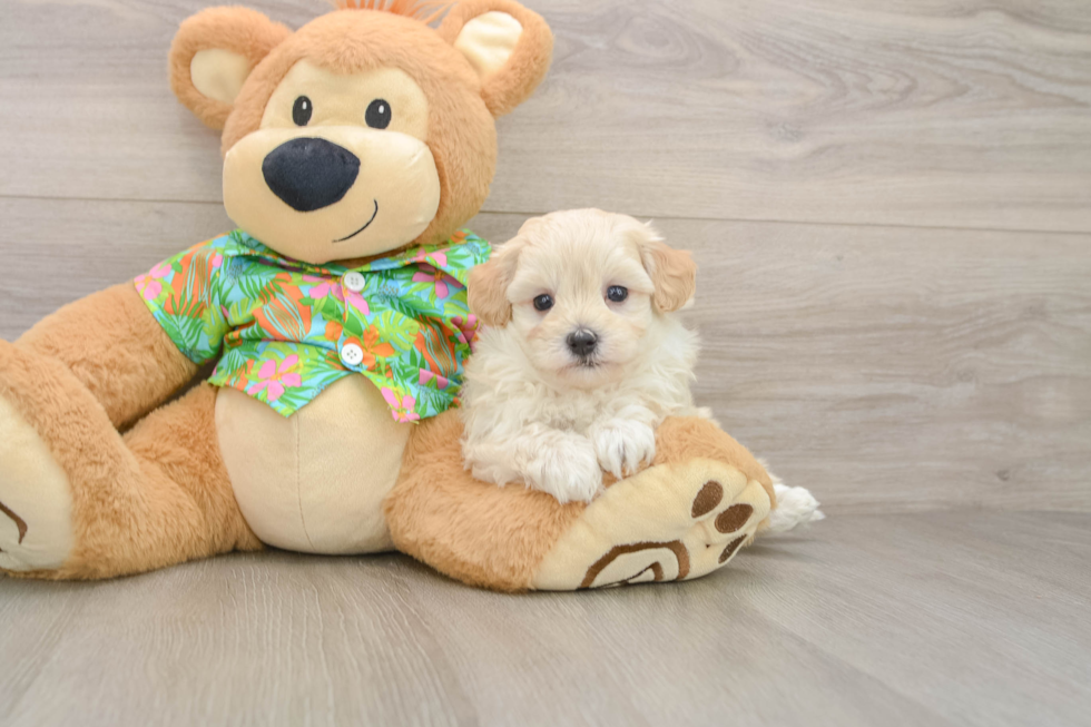 Happy Maltipoo Baby