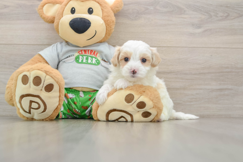 Adorable Maltese Poodle Poodle Mix Puppy