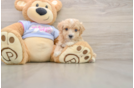 Best Maltipoo Baby