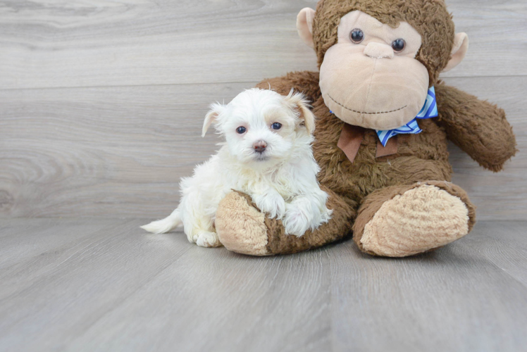 Meet Fry - our Maltipoo Puppy Photo 1/3 - Puppy Love PR Cute Maltese Poodle Poodle Mix Puppy