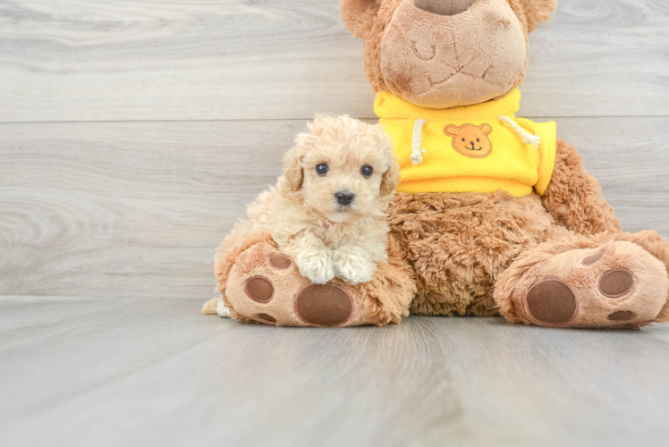 Meet Funyun - our Maltipoo Puppy Photo 1/3 - Puppy Love PR Best Maltipoo Baby