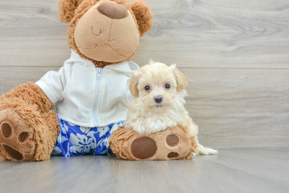 Smart Maltipoo Poodle Mix Pup