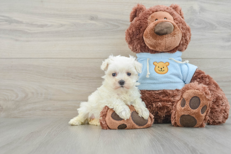 Smart Maltipoo Poodle Mix Pup