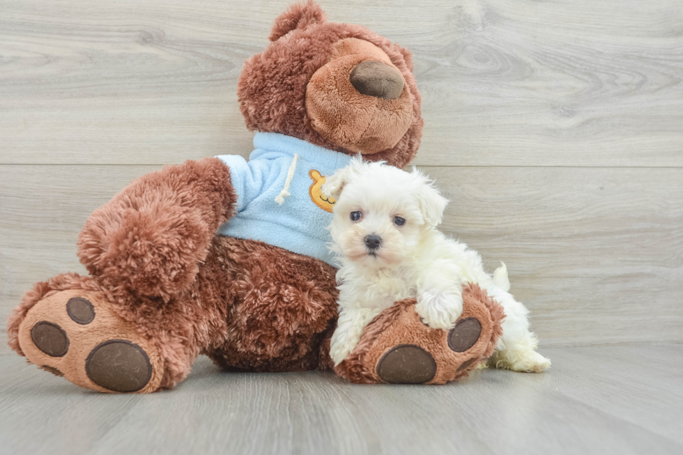 Maltipoo Puppy for Adoption