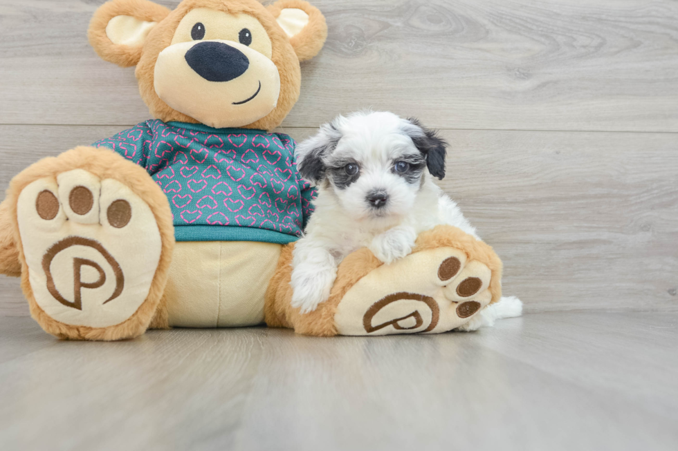 Petite Maltipoo Poodle Mix Pup