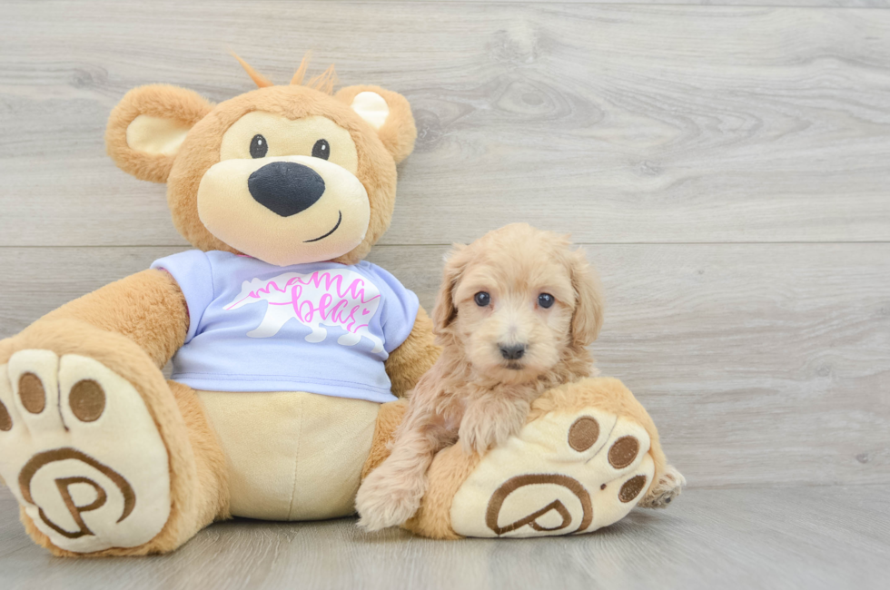 6 week old Maltipoo Puppy For Sale - Puppy Love PR