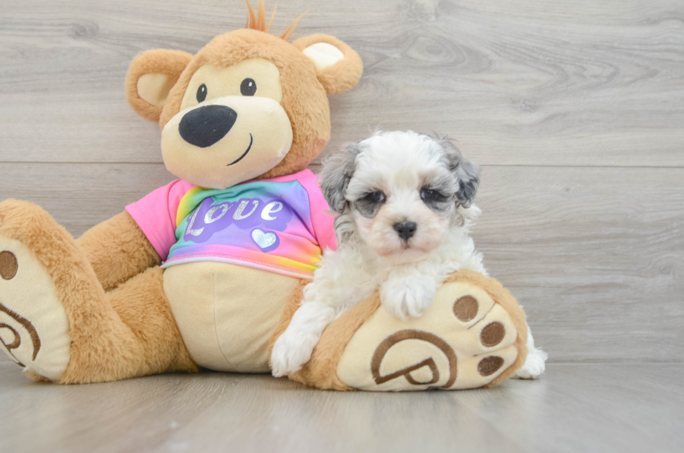 6 week old Maltipoo Puppy For Sale - Puppy Love PR