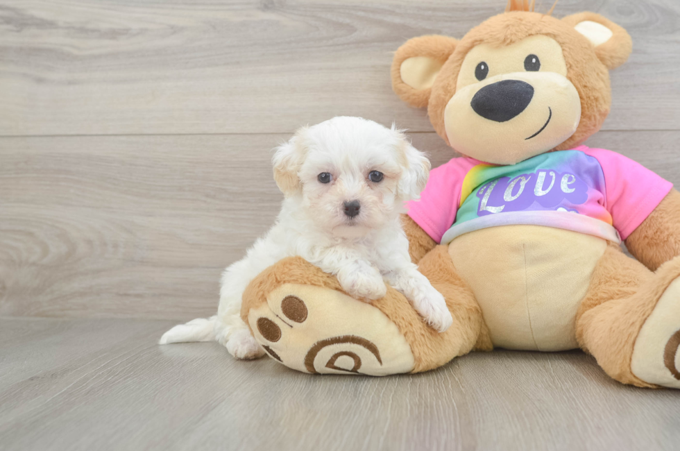 7 week old Maltipoo Puppy For Sale - Puppy Love PR