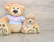 8 week old Maltipoo Puppy For Sale - Puppy Love PR