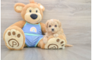 Maltipoo Pup Being Cute