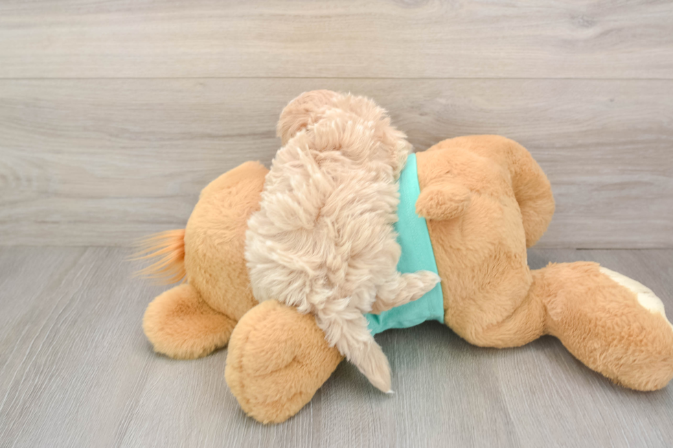 Maltipoo Puppy for Adoption