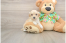 Maltipoo Puppy for Adoption