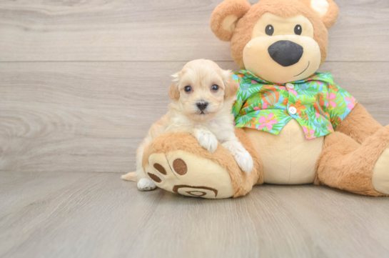 Maltipoo Puppy for Adoption