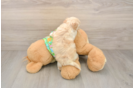 Hypoallergenic Maltepoo Poodle Mix Puppy
