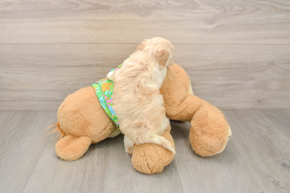 Hypoallergenic Maltepoo Poodle Mix Puppy